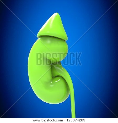 The kidneys are bean-shaped organs that serve several essential regulatory roles in vertebrates. Their main function is to regulate the balance of electrolytes in the blood, along with maintaining pH homeostasis.