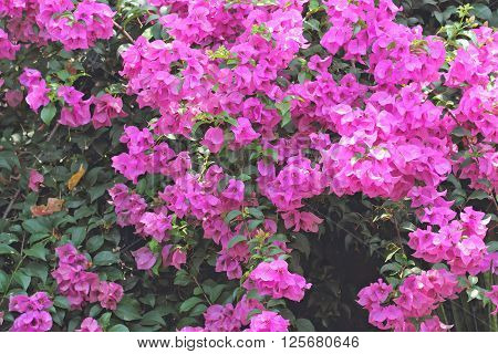 flowers of bougainvillea , pink flower in the park