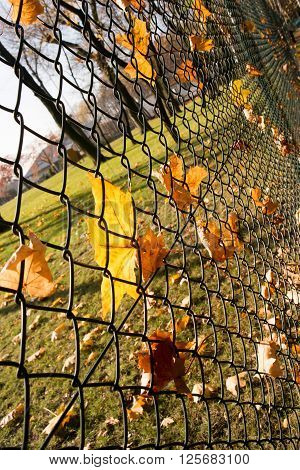 leafs at wired fence autumn seson in Poland