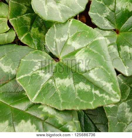 Green heart shaped leaves / foliage of cyclamen hederifolium