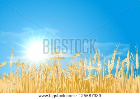 Abstract summer landscape with barley cornfield sky sun and clouds - vector illustration