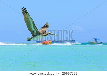 Pelican in flight, catching the fish. Aruba