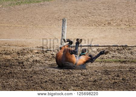 Horse lying on the meadow at spring time