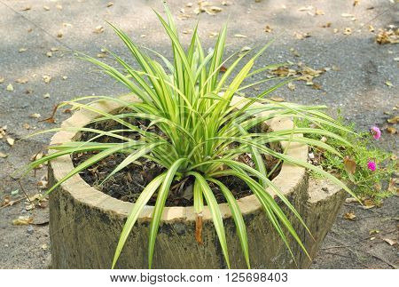Green Leaves Of Chlorophytum Comosum. ( Spider Plant )