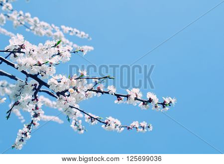 Branch with beautiful apricot flowers against the background of a blue sky in the spring as a flower spring background (selective focus on the flowers with copy space on the right for your text) retro style