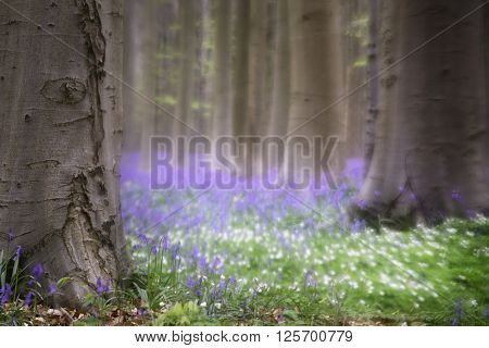 Spring flower fantasy. Wildflowers in the forest of Hallerbos, Belgium. Bluebells and wood anemone cover the forest floor and give it a magic feel. 