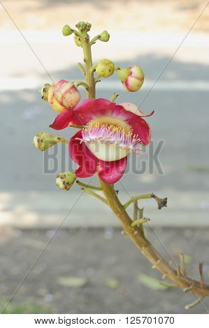 Cannonball Flower Of Cannonball Tree Or Sal Tree