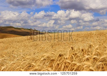 RURAL LANDSCAPE SUMMER.Between Apulia and Basilicata: cereal field.ITALY.Hilly landscape with wheat field.
** Note: Shallow depth of field
