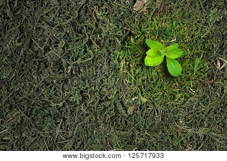 Ecology concept. Rising sprout of old moss and symbolizes the struggle for a new life