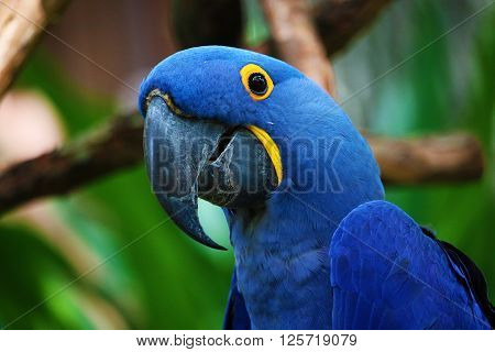 Close up of a Blue Parrot smiling