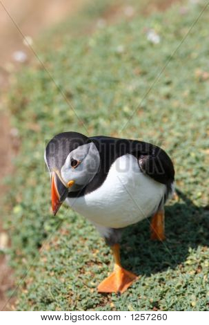 huffin' und eine puffin