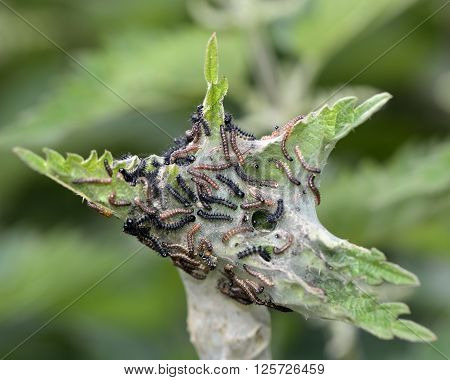Peacock butterfly (Aglais io) early instar caterpillars. A large number of small larvae in the family Nymphalidae.  The insects feed gregariously  in a web on nettle (Urtica sp.)