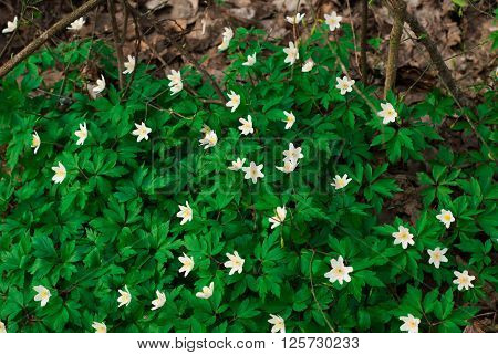 A group of white snowdrops with bright greens in spring forest