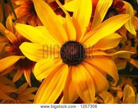 Yllow fleur (tournesol)
