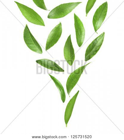Green citrus leaves, isolated on white