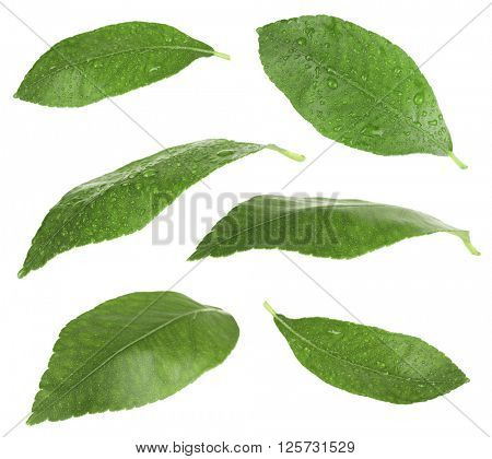 Green citrus leaves, isolated on white