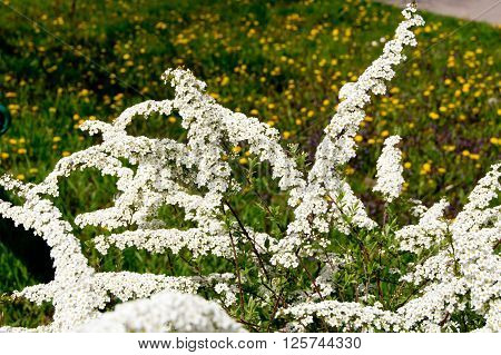 Spirea (Spiraea nipponica) in early spring in the park.