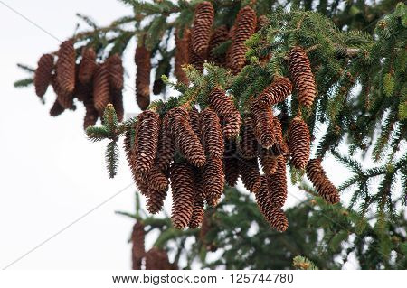 Many pine cones pine trees in the room.
