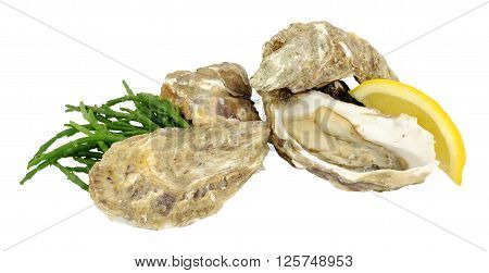 Group of fresh live oysters isolated on a white background