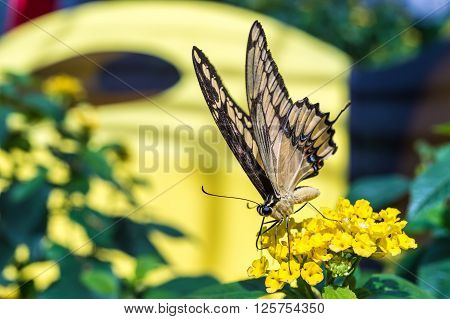 Giant Swallowtail butterfly (Papilio cresphontes) feeding on yellow wildflowers