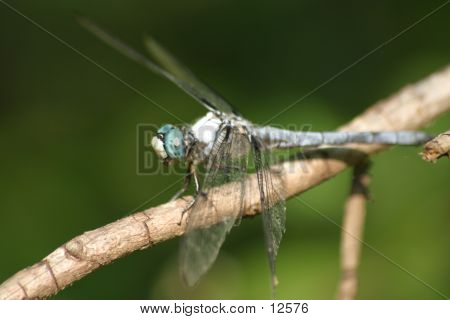Dragão de olhos azuis