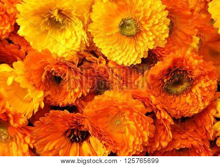 Closeup of some calendula flower as a background