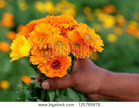 Close up of Bunch of calendula in field