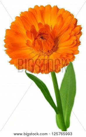 Close up of calendula over white background