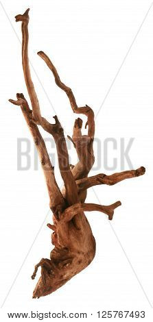 Close up of bogwood over white background