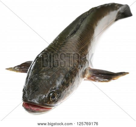 Channa marulius or Giant Snakehead known as gozar fish in Bangladesh