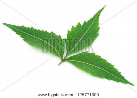 Close up of medicinal neem leaf over white background