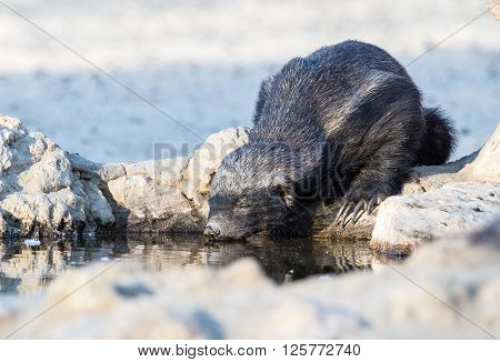 A Honey Badger eyes closed as it is quencing it's thirst in the Kalahari desert drinking at a rocky watering hole.