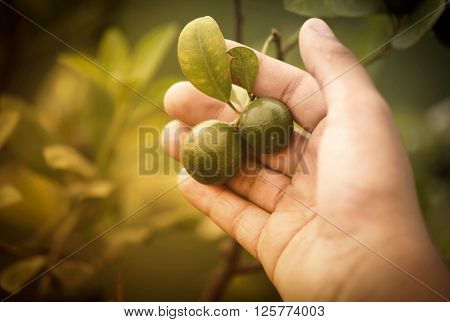 Baby oranges held by a hand in a gaden