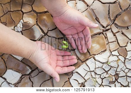 Farmer hands protecting seeding with cracked land background.