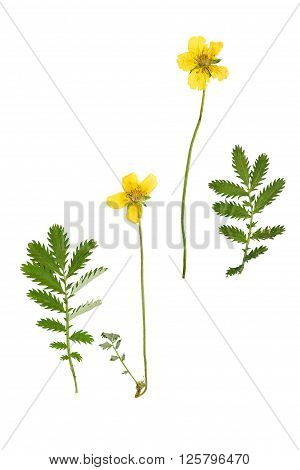 Pressed and dried flower and green carved leaves potentilla anserina isolated on white background.