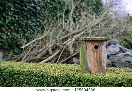 The birdhouse after  the winter on the hedge.