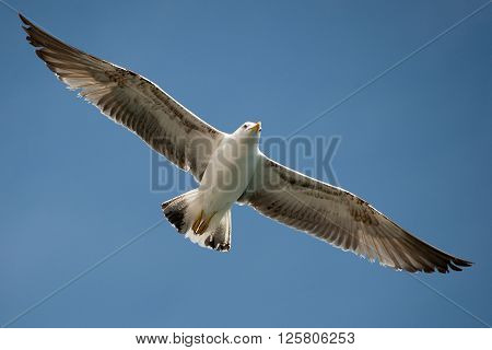 Seagull flying in beautiful sky.One flying in clear blue sky white seagull bird with big wings sunny day outdoor on natural background horizontal picture