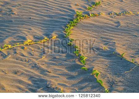 Goats foot creeper on beach on shore of Red Sea, Egypt, at sunset