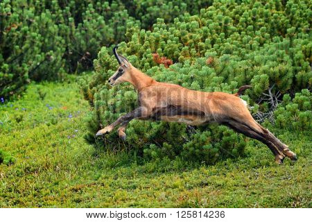 chamois (rupicapra rupicapra) in natural habitat
