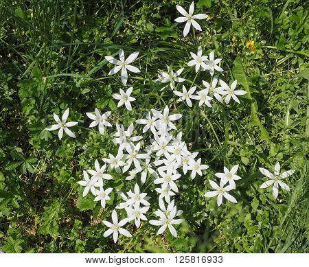 Star Of Bethlehem Flower