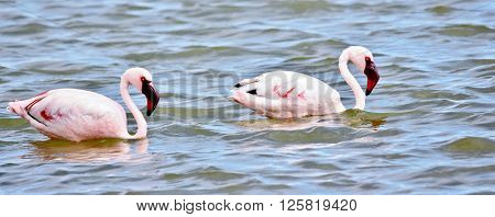 Lesser Flamingos feeding early in the morning
** Note: Visible grain at 100%, best at smaller sizes