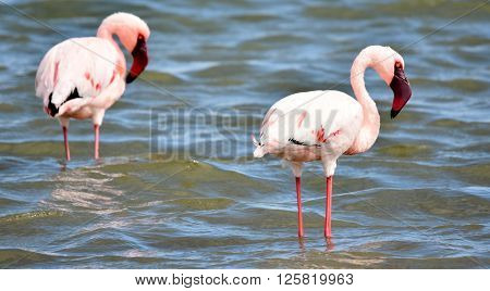 Lesser Flamingos feeding early in the morning