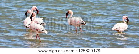Lesser Flamingos feeding early in the morning