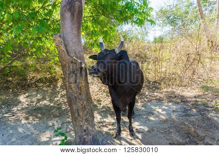 Traditional Thailand fight black cow traditional agriculture