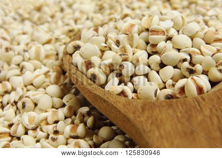 Job's tears - millet grains with wooden spoon