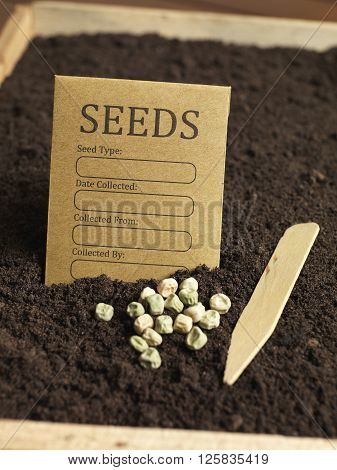 Seed tray filled with seeds and compost
