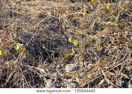 First spring flower foalfoot at sunny day.