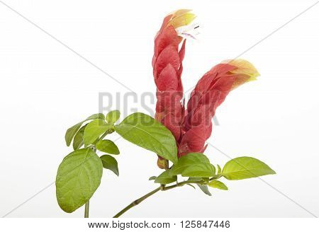 Beautiful rich colored petals and greenleaves of pink prawn plant on white