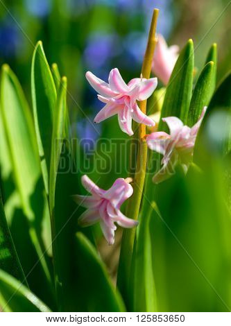 Hyacinth plant with flowers (Hyacinthus orientalis) .