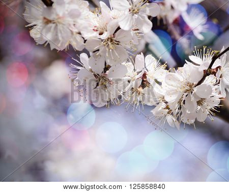 Vintage photo of Apricot tree flower with beautiful bokeh background.